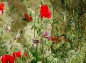 Приметы и обряды на 3 июля - День Мефодия-перепелятника