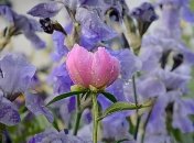 В Украину возвращаются дожди: прогноз погоды на ближайшие дни