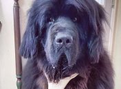 Ньюфаундленд Хенк і його куменда зачіска (Фото)