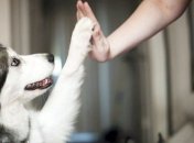 В Украине хотят запретить продажу кошек и собак 