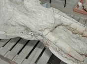 Специалисты обнаружили древнюю окаменелость