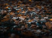 Опале листя додає роботи дачникам