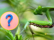 Богомол насмешил соцсети