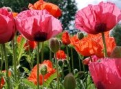 Ученые выявили ген мака, производящей морфин