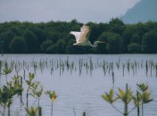 В’юн Зелений знаменує прихід справжнього літа та тепла