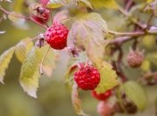 Обрезание кустов важная процедура для сохранения урожая