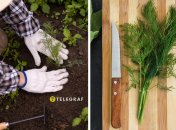 Виростити кріп не складно, головне дотримуватись деяких правил