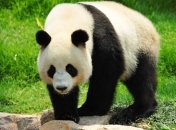 Ученые исследовали ДНК вымершей панды