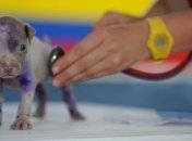 Когда день ветеринара в 2021 году: дата, история и поздравления с праздником