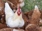 Украинская курятина в ЕС: квота увеличена, лазейки закрыты