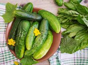 Огурцы нужно опрыскивать полезными растворами