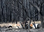 В Австралии создадут комиссию для выяснения причин лесных пожаров