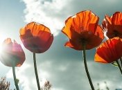 Интерес падает с каждым годом: стало известно, сколько украинцев чтят День Победы 9 мая