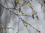 Первые весенние выходные будут теплыми