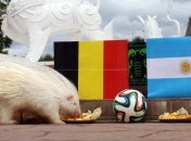 Аргентина - Бельгия: онлайн-трансляция матча