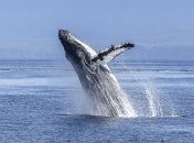 Япония спустя 30 лет возобновляет китобойный промысел