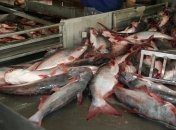 Будьте осторожны: эта рыба — яд в чистом виде