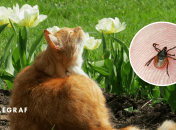 Членистоногие опасны для животных