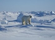 Белые медведи теряют вес из-за таяния арктических льдов