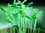 Номер один для удобрения: "необычная" подкормка растений на Марсе