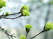 На Пасху в Украине будет тепло и дождливо