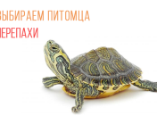 Выбираем питомца для ребенка: 10 причин купить черепаху