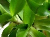 Какими лечебными свойствами обладает золотой ус