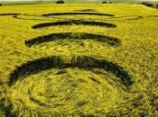 Ученые выяснили причину появления загадочных кругов на земле