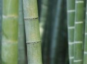 Не тот, кем считали: самый ранний бамбук оказался хвойным растением