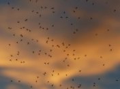 Идеально для жаркого лета: ученые изобрели одежду с защитой от комаров