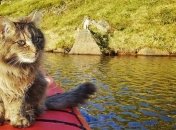 Веселые коты, которые обожают путешествия 