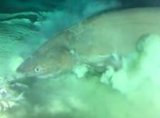 Шестижаберную акулу впервые запечатлели на видео