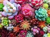 Обираємо сукуленти для декору (Фото)