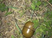 Взрыв гранаты в Харьковской области: погибший оказался участником ООС