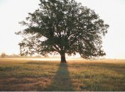 Тест про особливості характеру за вибором дерева