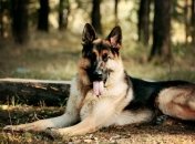 Пятерка животных-миллионеров