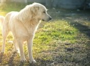 Жара в Украине "замерла" перед дождями: прогноз погоды