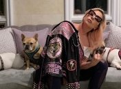История с похищением собак Леди Гаги получила развязку