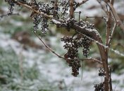 Виноград нужно готовить к зимовке