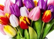 Завтра в столице откроется выставка тюльпанов