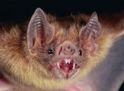 Летучая мышь случайно попала в жилую квартиру в Днепре