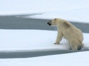  Найгірший рік Арктики: батьківщина білих ведмедів страждає від незвичайних лісових пожеж