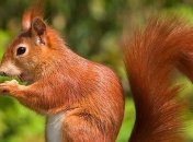 Глобальное потепление впервые погубило млекопитающих