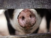 Подложили свинью соседям: Беларусь из-за чумы ограничивает ввоз свинины из Львовщины