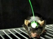 Корейские ученые создали дистанционно управляемых мышей