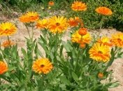 Полезные свойства ноготков или календулы