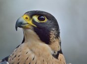 Львов поразил краснокнижный сапсан