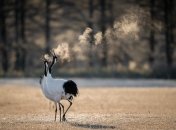 Если журавли 13 августа летят над головой, можно ждать мягкой зимы