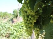 Полиция не нашла следов поджога виноградников французского винодела на Одесчине