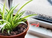 Эти растения устойчивые к влажности